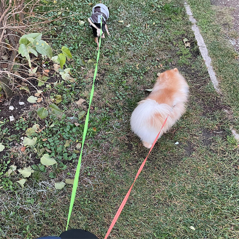 Dual Retractable Dog Leash with LED Light — Walk 2 Dogs, Zero Tangles